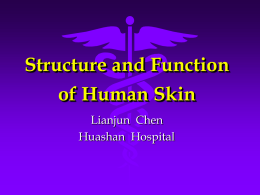 Microstructure of the skin