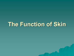 4The Function of Skin