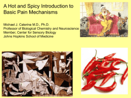 A Hot and Spicy Introduction to