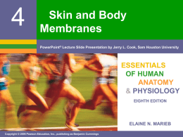 Chapter 4 Skin & Body Membranes