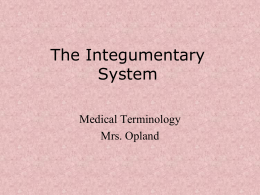 The Integumentary System - Mrs. Opland`s Health Care Classes
