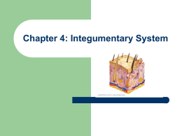 Chapter 4: Integumentary System