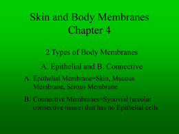 Skin and Body Membranes Chapter 4