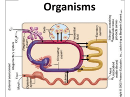 Organ System Interrelationships