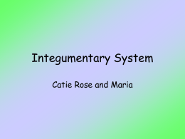 Integumentary System - St. Joseph School District