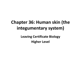 Chapter 36: Human skin (the integumentary system)