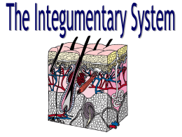 Integumentary Syst 2