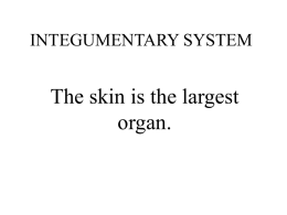 INTEGUMENTARY SYSTEM