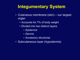 Lecture Slides - Integumentary