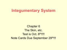 Integumentary System