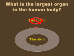 in the skin