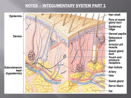 Integumentary System Notes Part 1