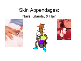 Skin Appendages: