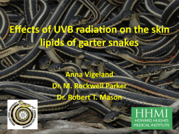 The effects of ultraviolet radiation on the skin lipids of garter snakes