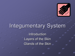 Integumentary system introduction PP