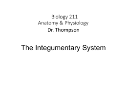 Integumentary System / Skin