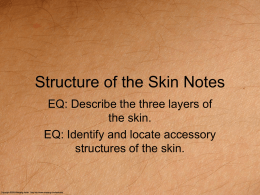 Structure of the Skin Notes