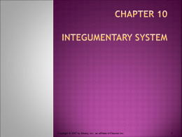 Chapter 10 Integumentary System