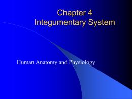 Chapter 4 Integumentary System