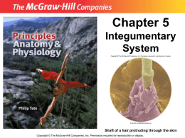 05_lecture_ppt Integumentary System