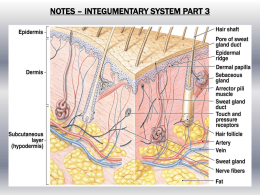 Integumentary System Notes Part 3