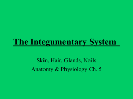PP – The Integumentary System