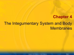 4 Integumentary & Membranes