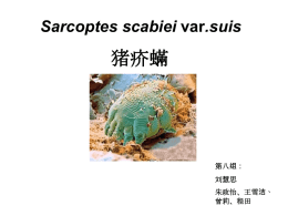 Sarcoptes scabiei var.suis 猪疥蟎第八组