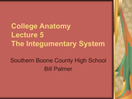 College Anatomy Lecture 5 The Integumentary System