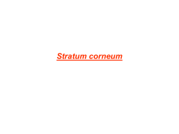 Stratum corneum - Abdel Hamid Derm Atlas