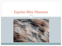 Equine Skin Diseases