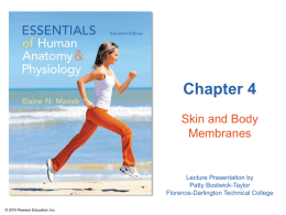 Ch 4 Skin and Membranes Power Point