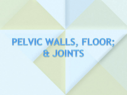PELVIC WALL JOINTS OF THE PELVIS PELVIC FLOOR