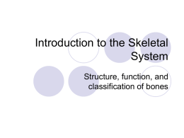 Introduction to the Skeletal System
