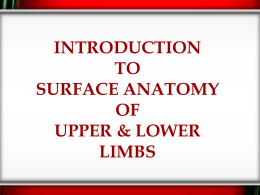 L19- Surface Anatomy of upper and lower limbs