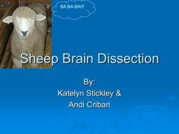Sheep Brain Dissection - Mayfield City Schools