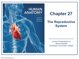 Figure 27.1 The Male Reproductive System, Part