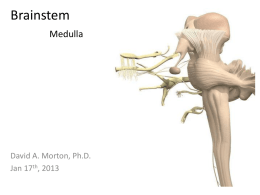 Brainstem (Medulla), Brain vasculature & Ventricular system