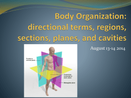 Body Organization: regions, sections, planes, and