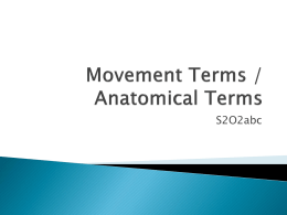 Movement Terms / Anatomical Terms