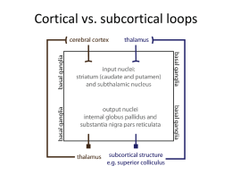 Cortical vs. subcortical loops