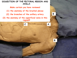 Pectoral region and axilla