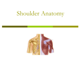 Shoulder Anatomy