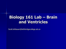 Biology 161 Lab – Brain and Ventricles