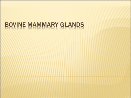 Bovine mammary glands