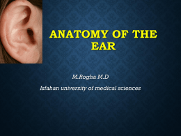 Meatus acusticus internus OUTER EAR