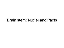 Brainstem Nuclei and Tracts