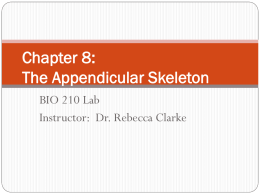 Chapter 8: The Appendicular Skeleton