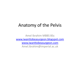 Anatomy of Pelvis - I Want To Be A Surgeon