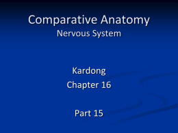 Comparative Anatomy Nervous System